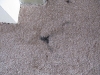 Before Carpet Cleaning - Close Up